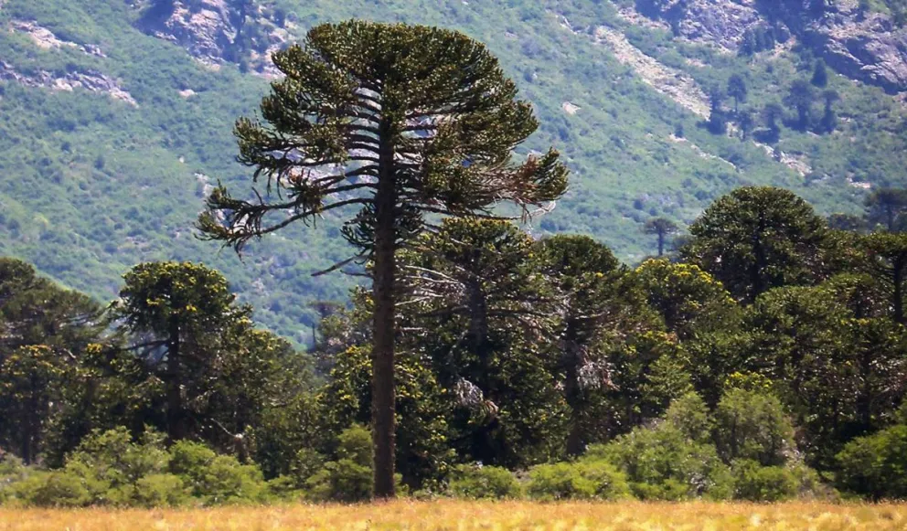 Alertan sobre la importancia de la regeneración de araucarias y la  producción de piñones | Neuquen Informa