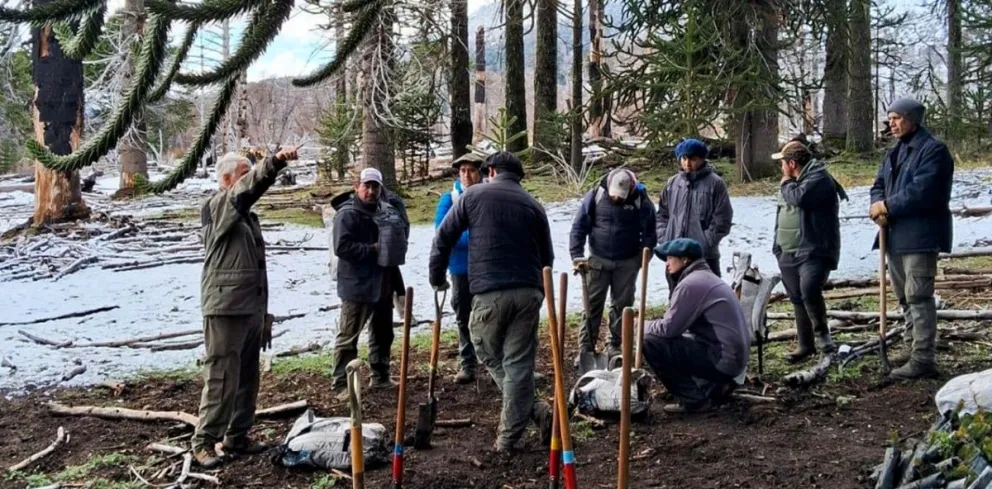 En dos jornadas de trabajo se plantaron 2000 plantas en sectores donde el fuego quemó más del 95% de los árboles existentes.