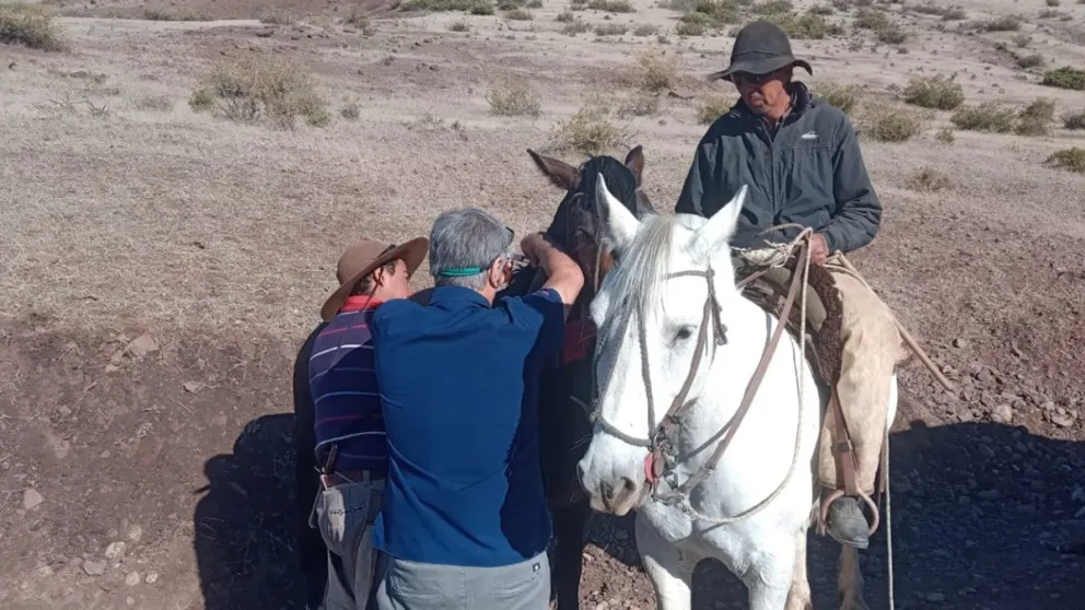 Veterinario acompa&ntilde;&oacute; a los crianceros para revisar a sus perros