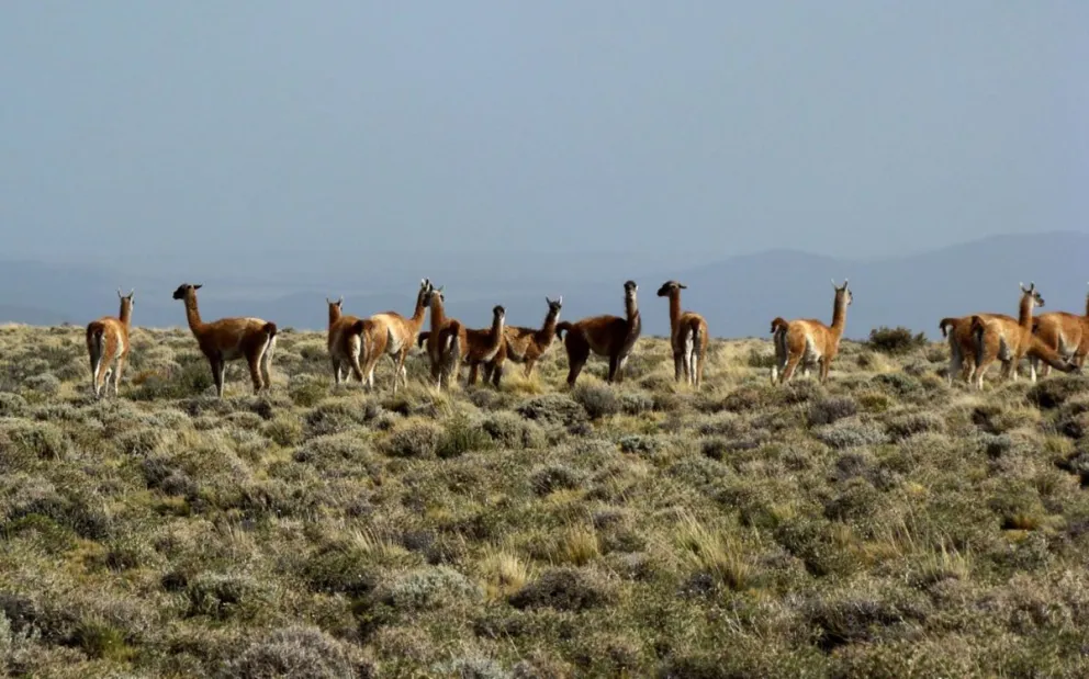 20 mil guanacos están distribuidos en tres zonas del territorio neuquino.