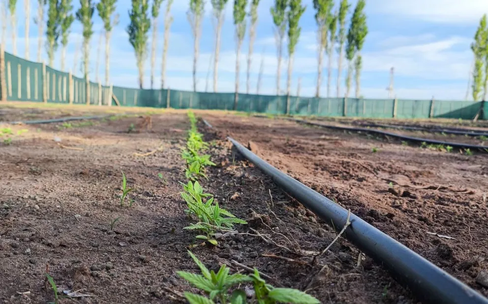 Impulsan el cultivo de cáñamo con fines industriales