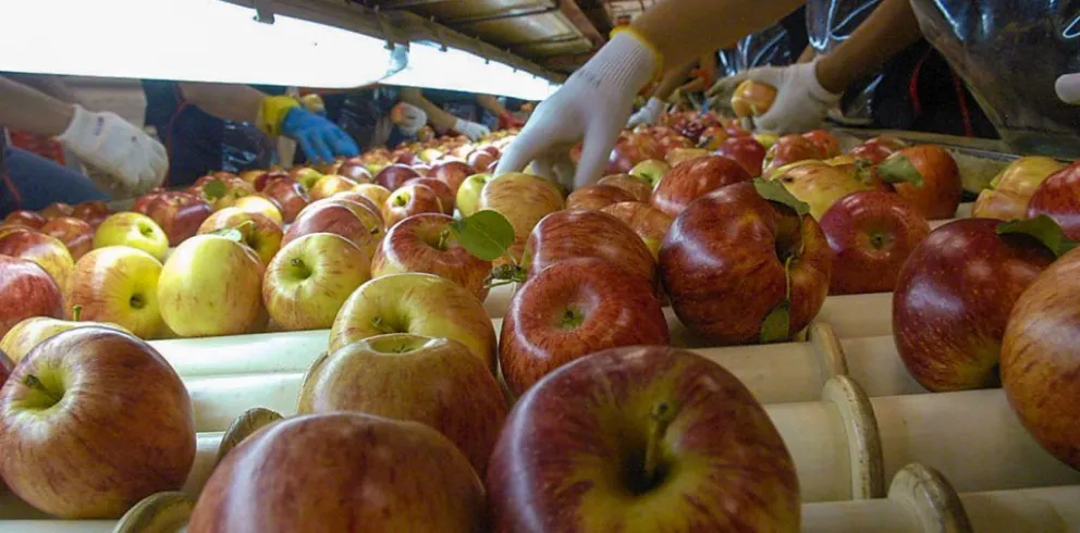 Créditos por mil millones de pesos para productores frutícolas