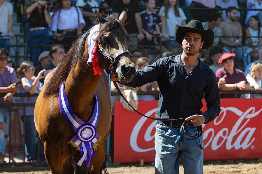 Elvis Vallet Figueroa, con uno de los ejemplares Cuarto de Milla de la Cabaña VF Ranch. 