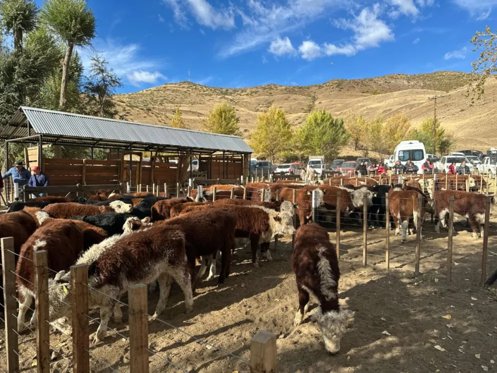 Éxito rotundo en la 4ta Feria de Invernada del Norte Neuquino