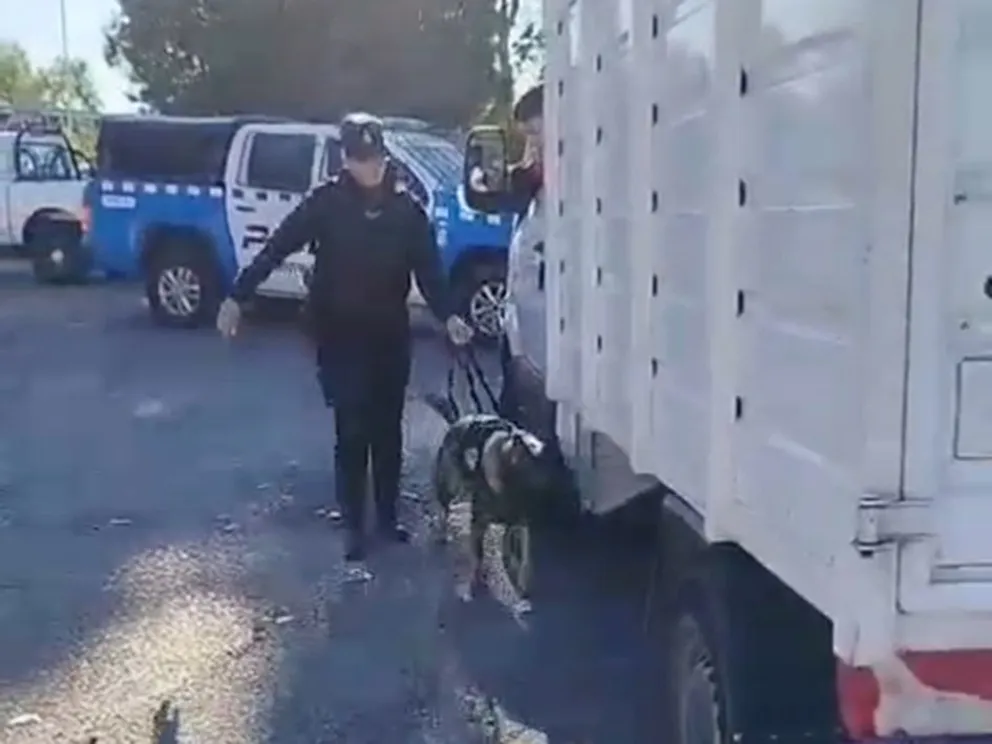Con perros, realizan operativos en los ingresos a la provincia.