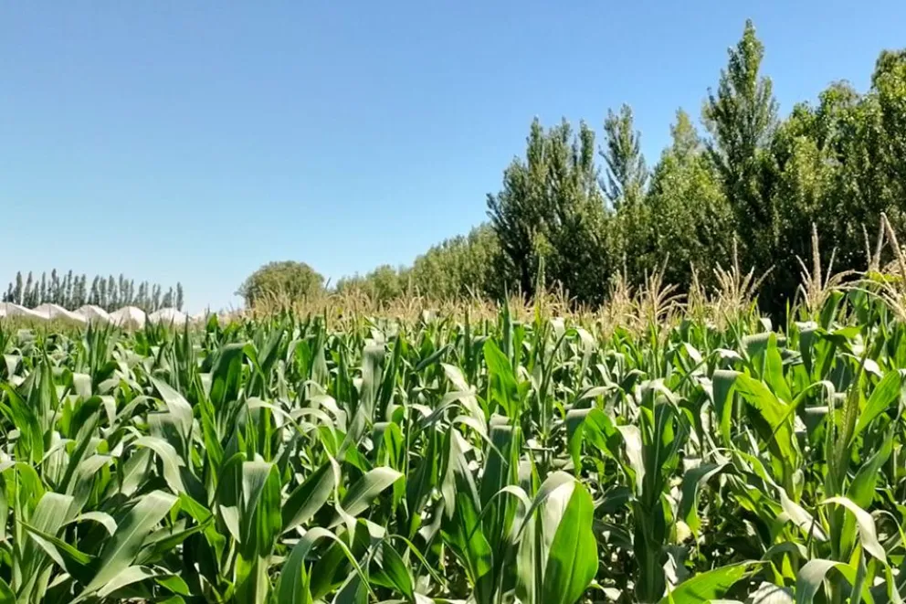 La chacra en donde se hizo el ensayo está en San Patricio del Chañar.