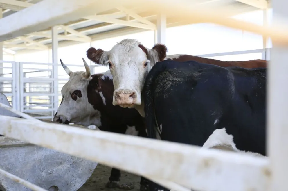 Más de 200 millones de pesos para la infraestructura del matadero de Chos Malal