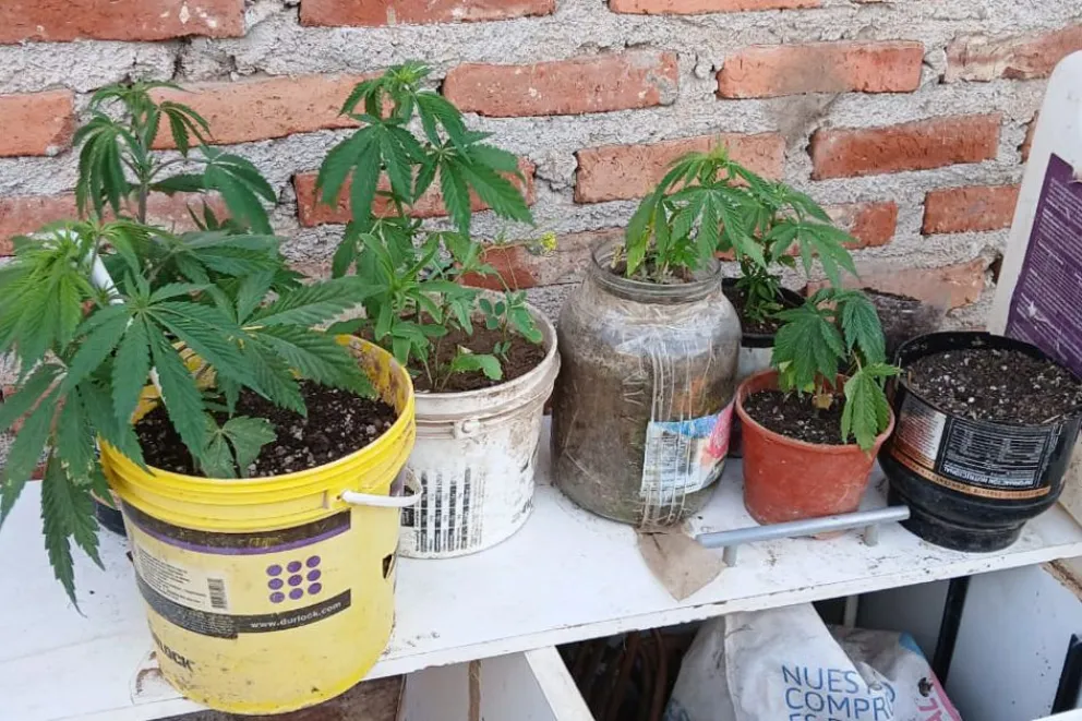 Plantas de Cannabis Sativa fueron encontradas durante el allanamiento.