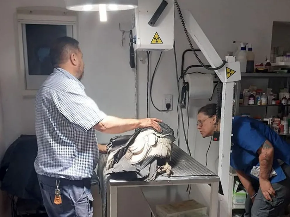Los veterinarios realizaron una radiografía a la ejemplar rescatada.