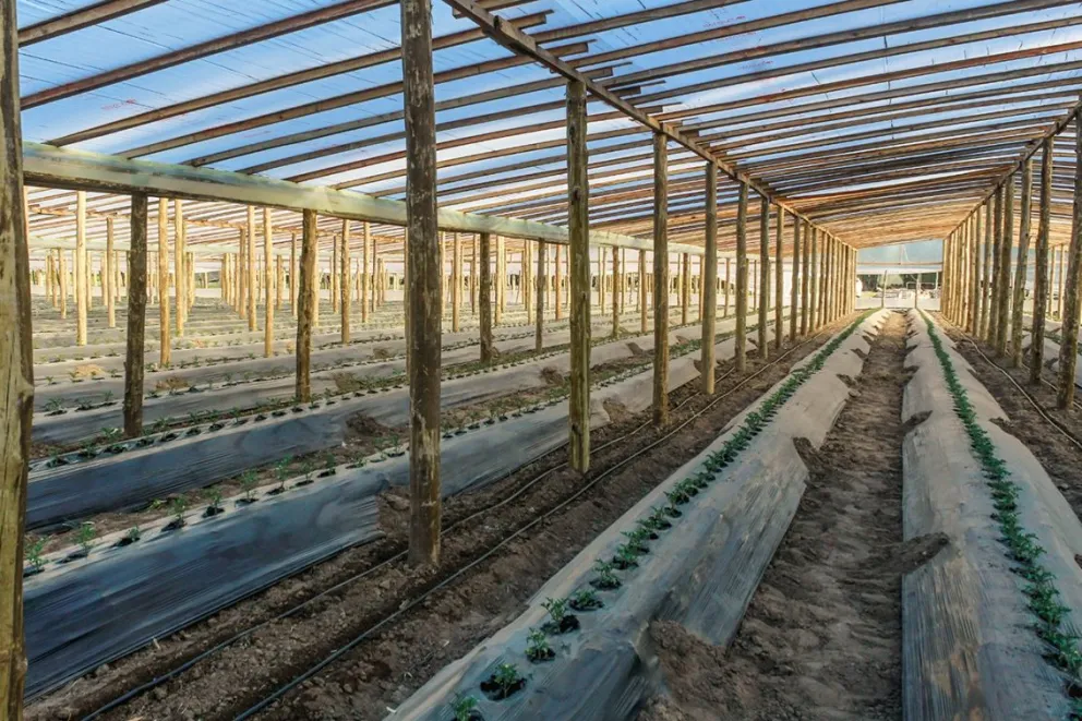 En los últimos 5 años, la producción bajo cubierta se triplicó en Centenario y se duplicó en Vista Alegre.