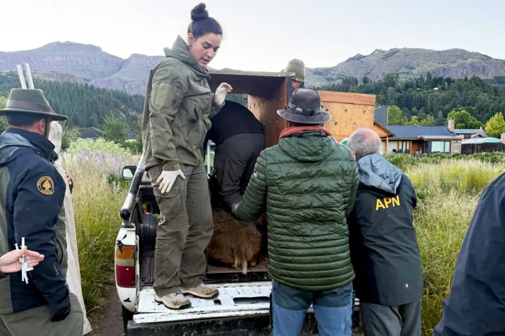 El humeul Newenche ya está camino al refugio
