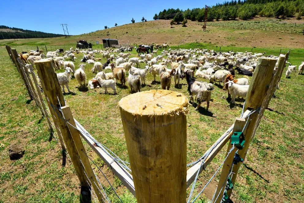 Por la sequía, la oferta forrajera disminuye y es necesario bajar la carga de los campos.