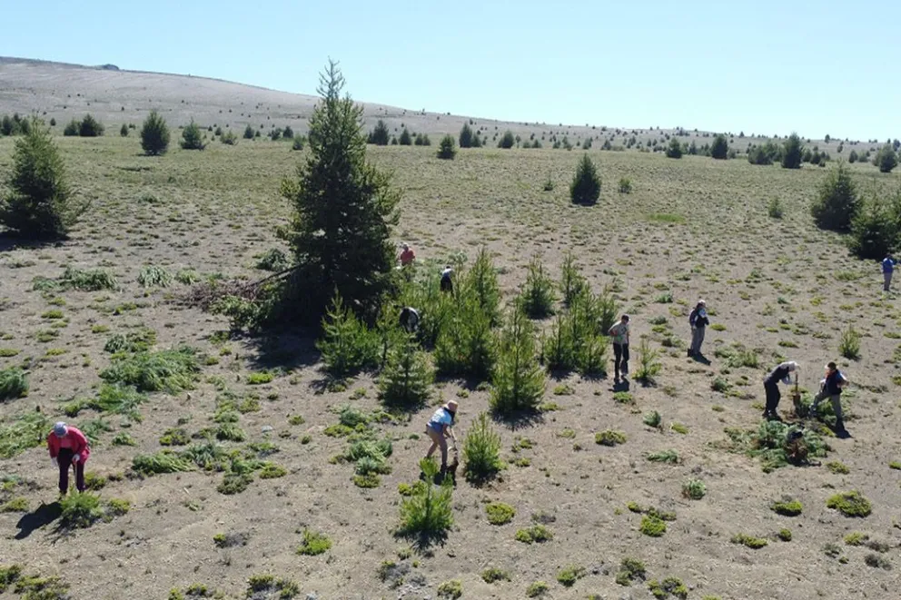 El raleo de pinos exóticos es relevante en el contexto actual de sequía y riesgo extremo de incendios forestales.