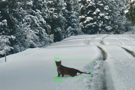 Neuquén implementa tecnología de Inteligencia Artificial para la conservación de su fauna