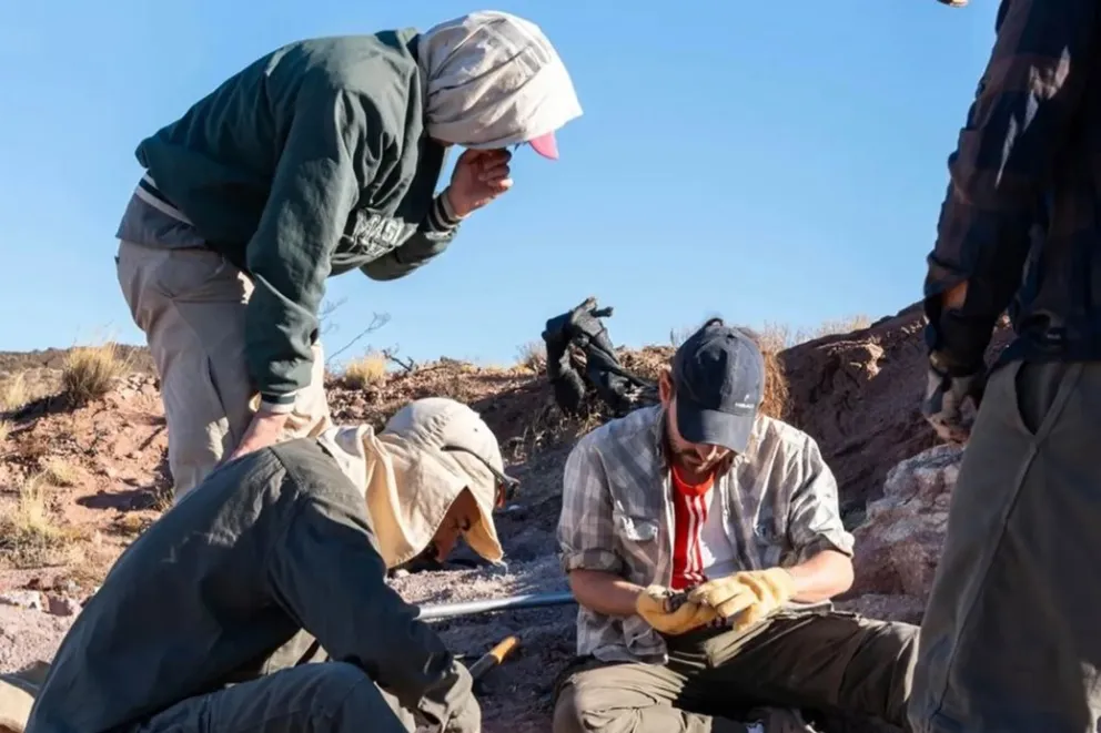Paleontología: hallan nuevos restos de dinosaurios acorazados