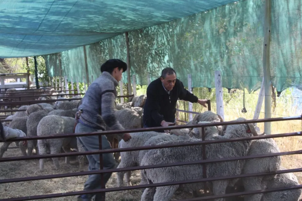 Se viene la Feria de Reproductores, Artesanías y Vellones