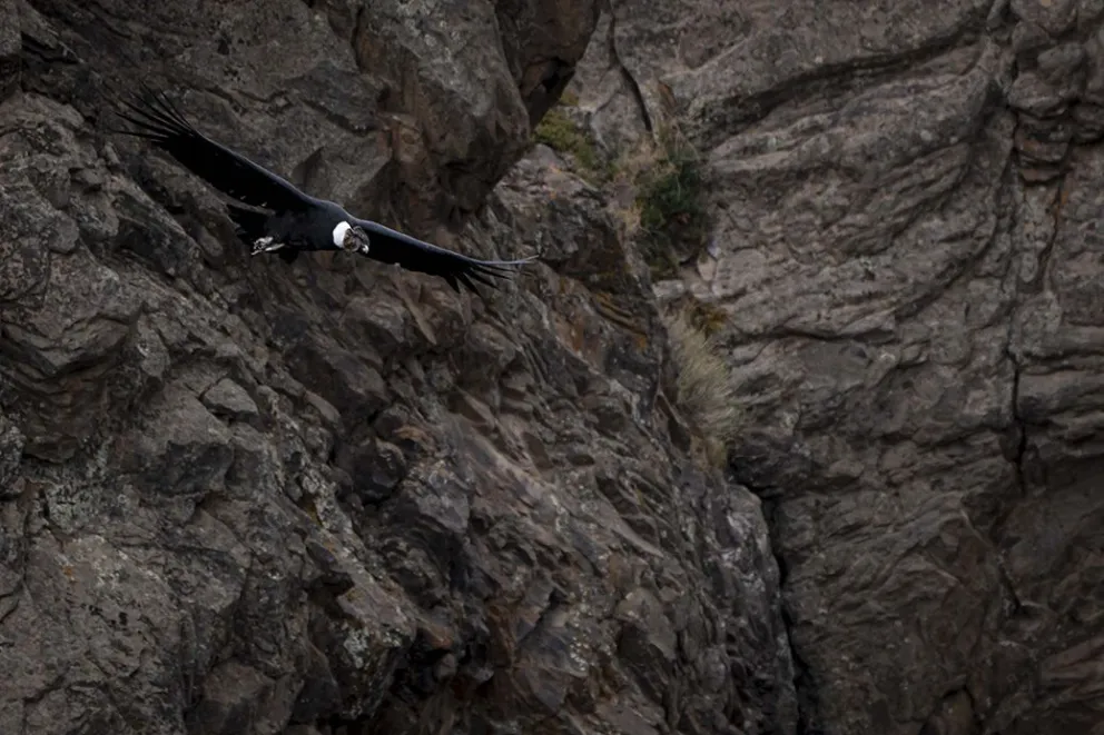 Cajón del Covunco, donde el agua tibia atraviesa la roca en el norte profundo
