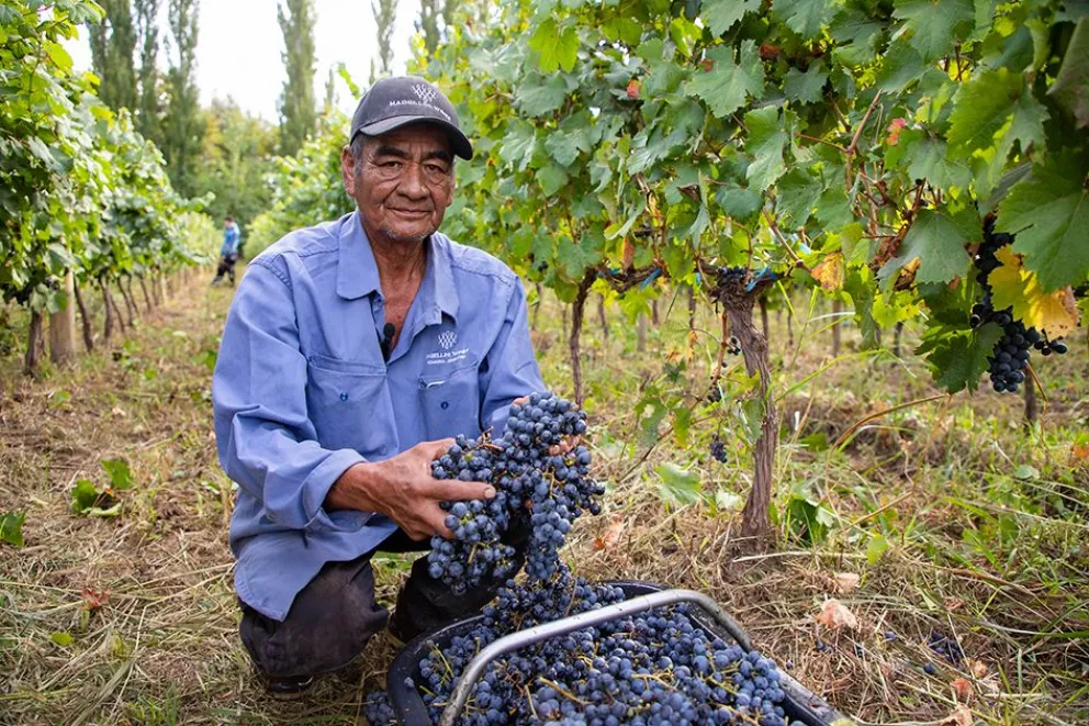  Carlos Parra en plena faena, en la Bodega Mabellini Wines. 