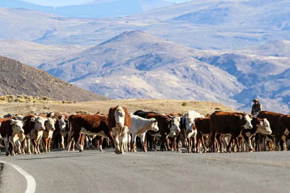 El regreso de la veranada, cuando la montaña devuelve a las familias y los animales