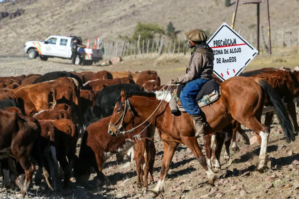El regreso de la veranada, cuando la montaña devuelve a las familias y los animales