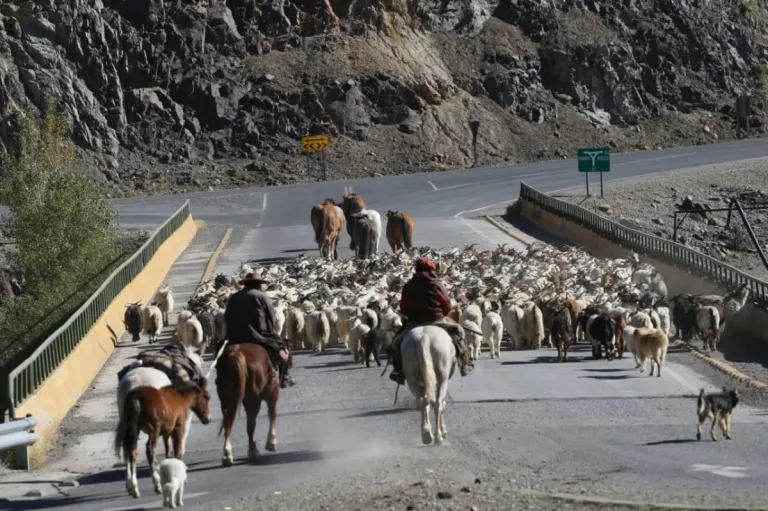 El regreso de la veranada, cuando la montaña devuelve a las familias y los animales