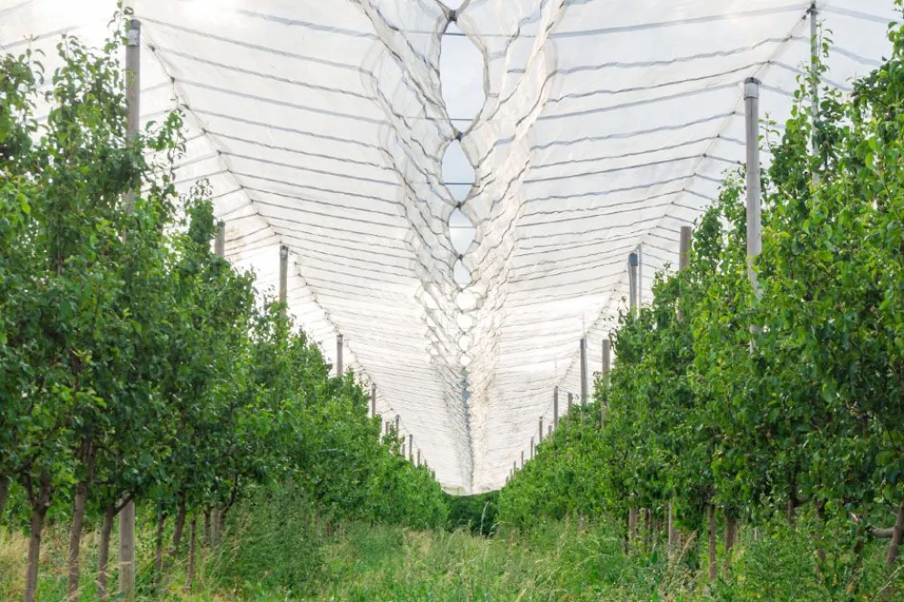 Refuerzan la importancia de implementar mallas antigranizo en la fruticultura