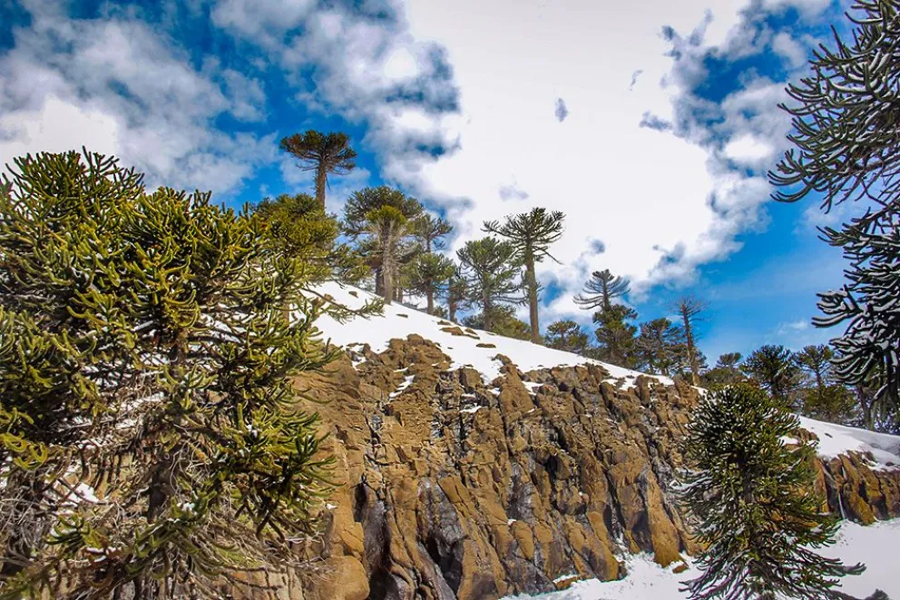Cascada Escondida: una experiencia invernal entre nieve y pehuenes en Primeros Pinos