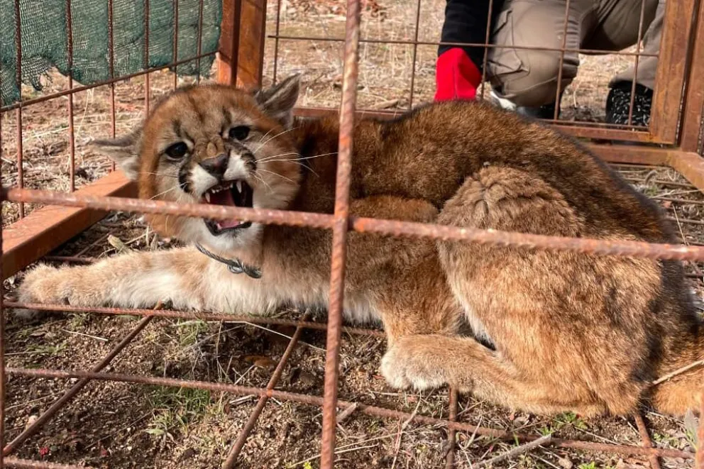 Reubicaron un puma que ingresó a una posta sanitaria en Kilca