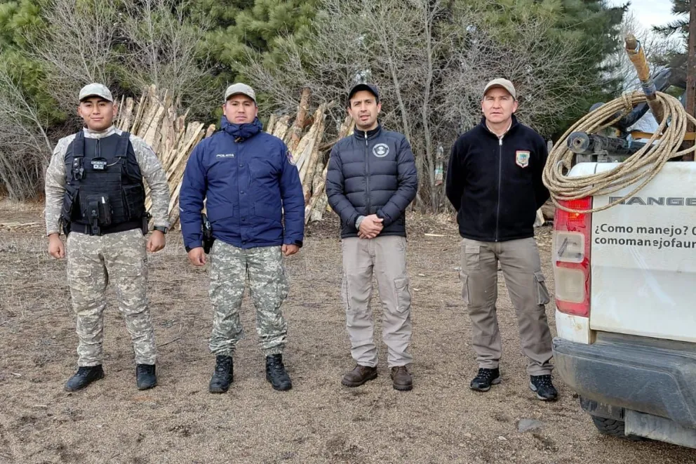 Reubicaron un puma que ingresó a una posta sanitaria en Kilca