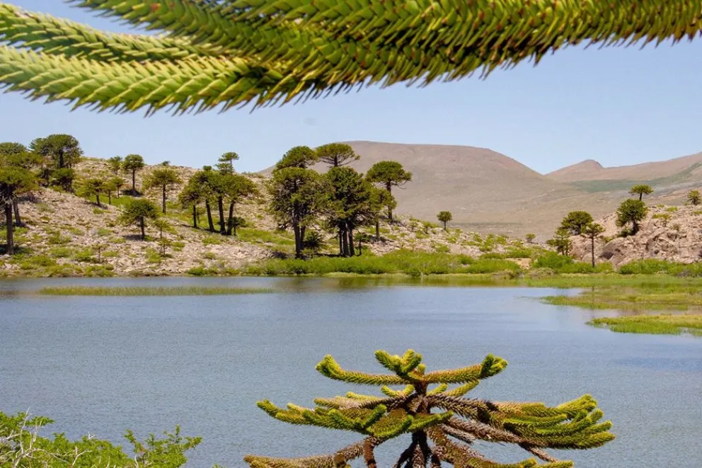 Laguna Escondida: un secreto entre la nieve y los pehuenes de Caviahue