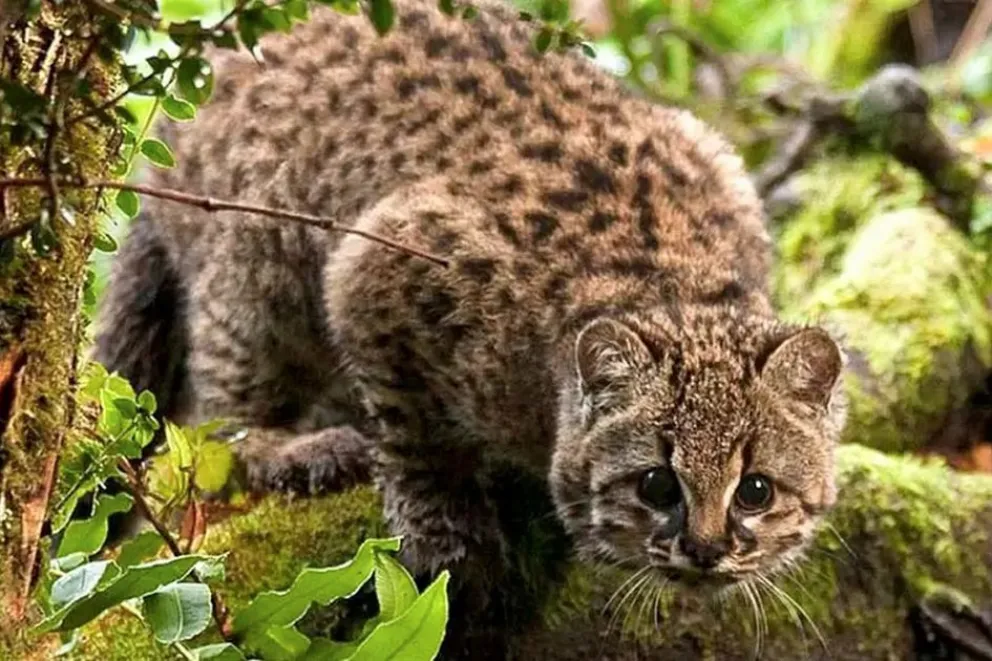 El gato huiña, uno de los felinos más pequeños del mundo