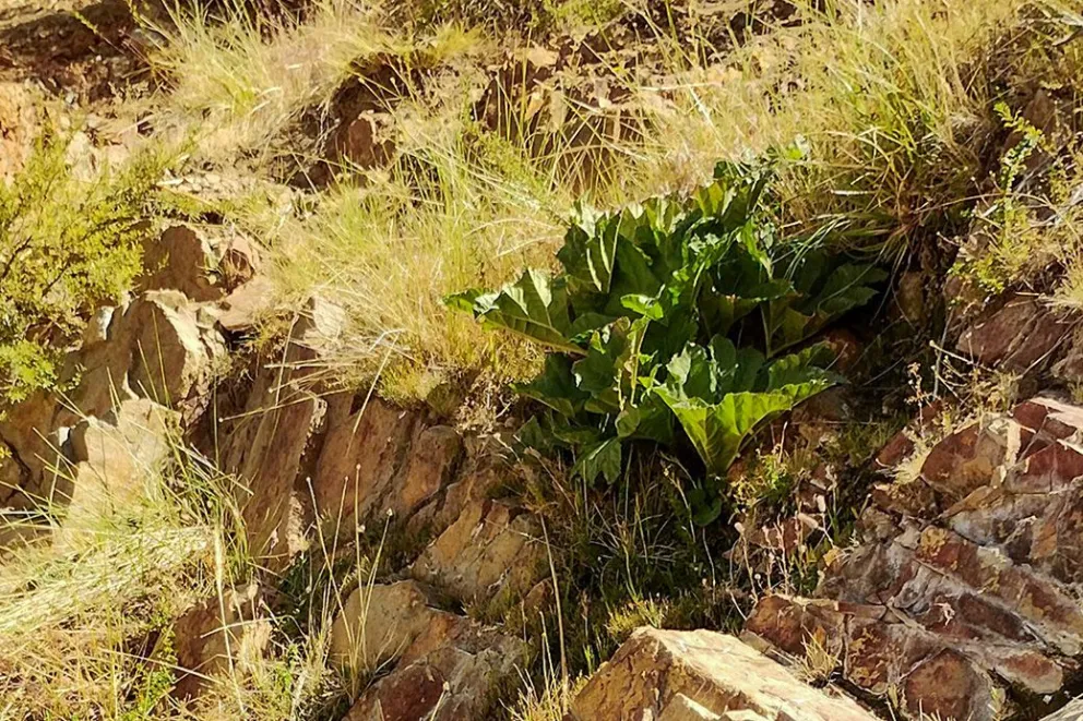 Nalca: la planta nativa del Norte Neuquino que une medicina popular, cultura y conservación