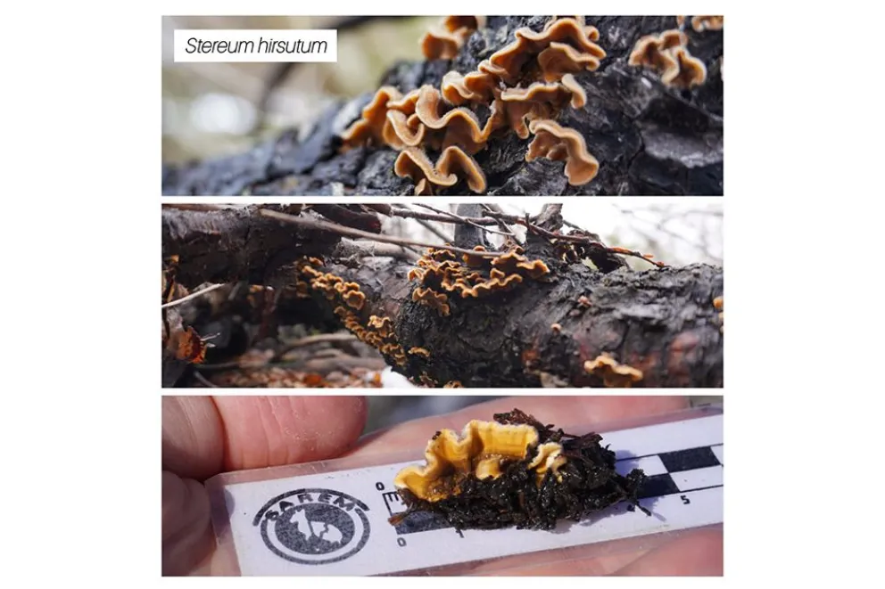Stereum hirsutum, un hongo que se reconoce fácilmente por su forma de abanico.